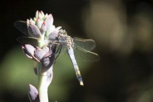 Photo of a dragonfly on a plant